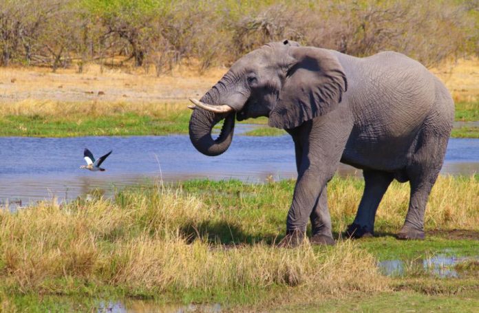 African Elephant found in East Africa Wild
