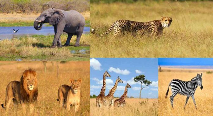 Wild Animals you Can See in Kenya Safari