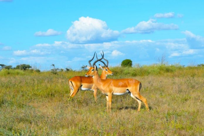 Animals in Kenya Safari