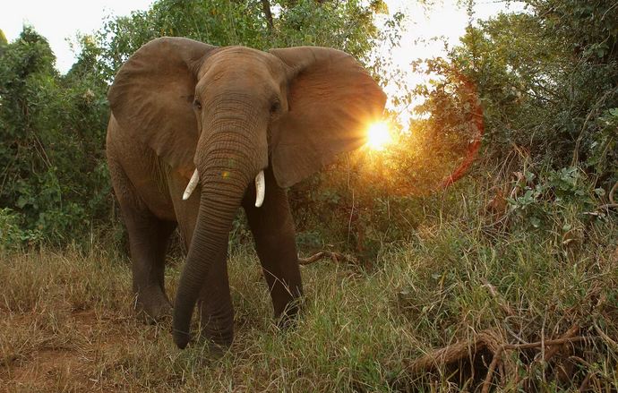 Elephant Trampled Suspected Poacher to Death in South Africa