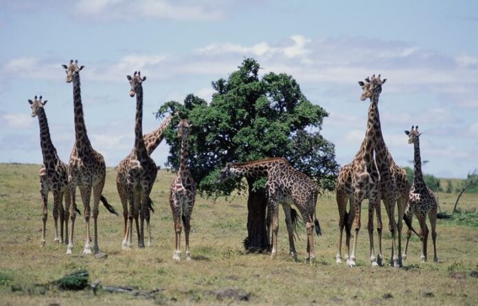 The 9 Biggest and Tallest Animals in Africa