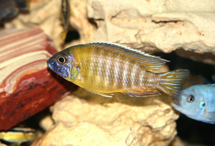 11 Distinct Species of Fish Endemic to Lake Malawi
