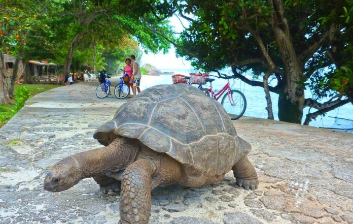 Details About the Smallest African Country - Seychelles: Facts and Top Things to Do in the Country