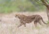 Cheetah prowling in the African grassland