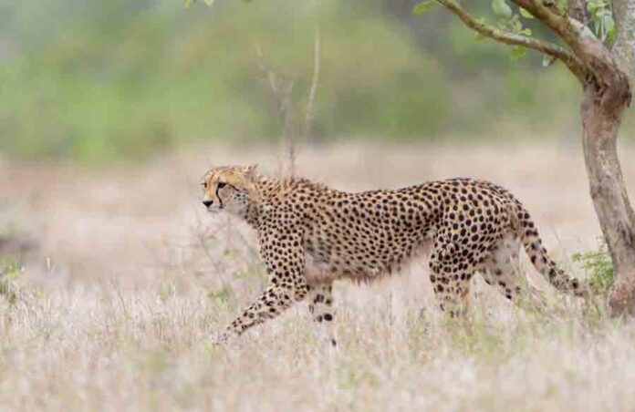 Cheetah prowling in the African grassland