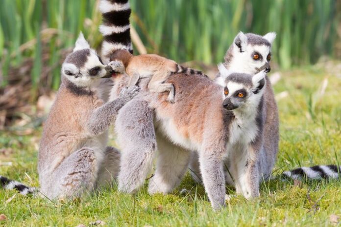 11 Most Fascinating Wildlife Found in Madagascar
