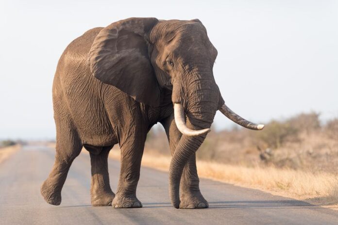 5 Physical Features that Make The African Elephant the World's Largest Living Land Animal