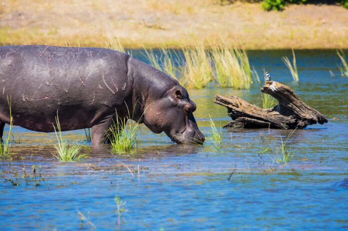 7 Reasons Why Hippopotamus is the Deadliest Animal in All of Africa