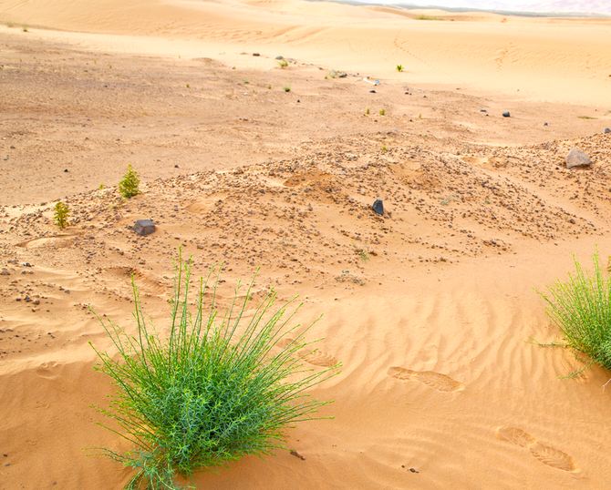 12 Known Facts about the Sahara Desert - The World's Largest and Hot Desert