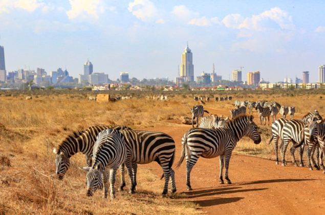 9 Reasons to Visit Nairobi National Park